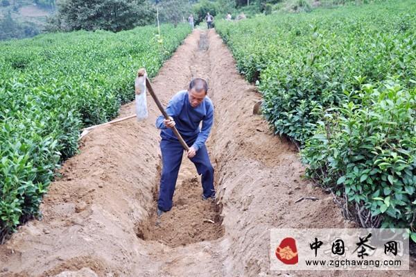 关于岳西县菖蒲镇改造茶园助推农业示范区建设(图)的新闻