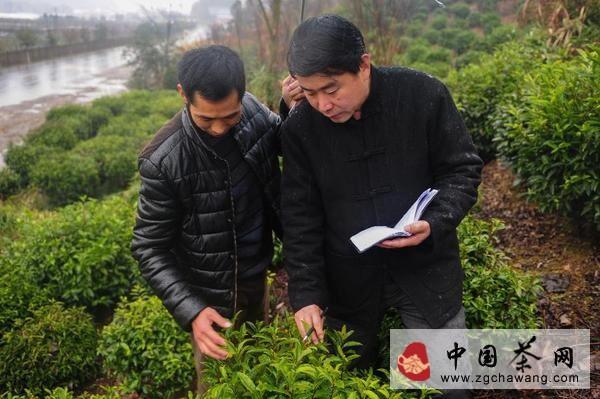 有关于郑孝和代表：优化投入结构 扶持茶产业健康发展的新闻