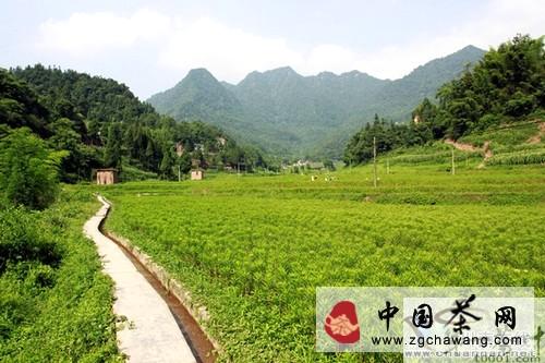 有关于古蔺桂花乡：赶黄草助推群众致富梦的热门新闻(1)