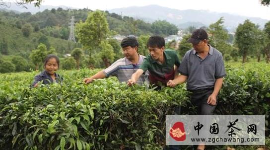 关于茶叶所专家到勐海县曼袄村茶树病虫害诊断的热门消息