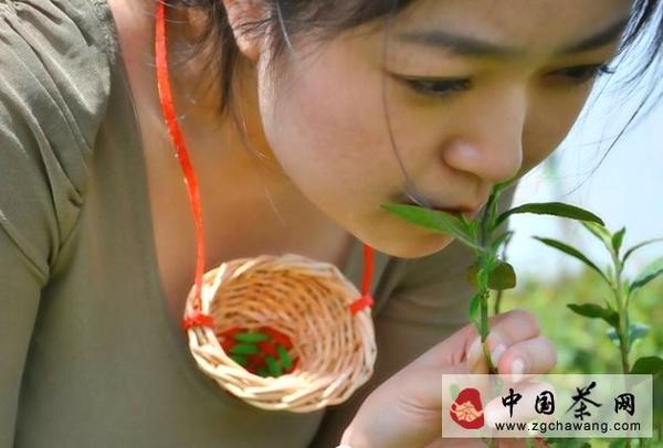 有关于焦聚：春茶即将上市，教你如何鉴别的最新资讯(2)
