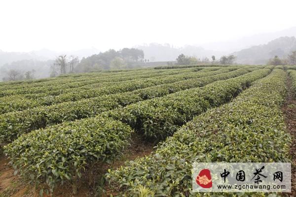 关于昭平县年扩种茶园面积超过万亩的热门资讯