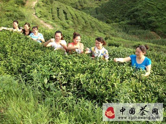 有关于陕西省茶企内调结构外拓市场应对高端茶市低迷的最新资讯