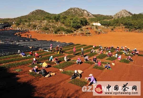 关于盘县农民专业合作社茶叶苗圃初冬育茶苗的热门消息