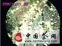 关于广州六堡茶：亮相央视《一槌定音》 黑茶文化与价值的传承的热门新闻(1)