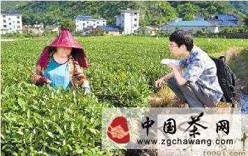 有关于松阳：松古平原万亩茶园茶农采茶忙的消息