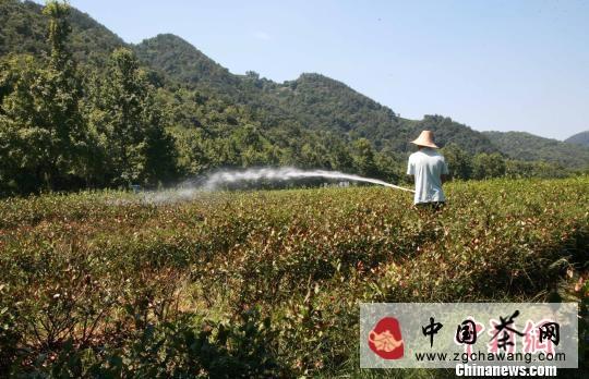 有关于连日高温致西湖龙井茶“喊渴” 茶农担忧来年产量的最新信息(1)