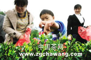 关于体验采茶炒茶 感受绍兴茶文化的热门信息
