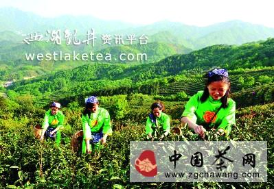 关于庐江二姑尖上有好茶 白云深处“春毫”飘香的热门消息