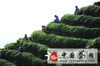 有关于茶界“奥斯卡” 贵州茶企双喜临门的消息
