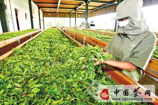 有关于云南春茶量增价涨质优 茶农春茶总收入达25.96亿元的最新消息