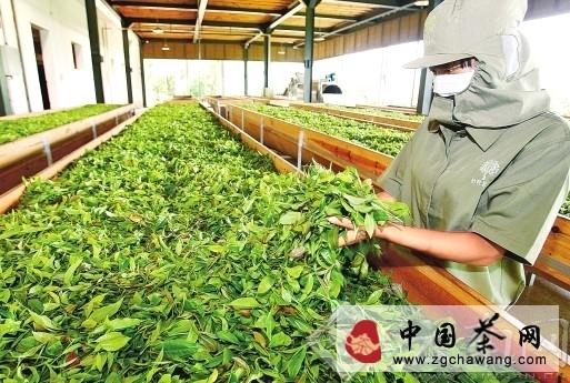 有关于云南春茶量增价涨质优 茶农春茶总收入达22.96亿元的最新消息