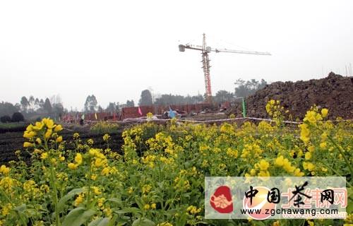 有关于西部雅安有个“水韵茶乡”的热门信息(4)