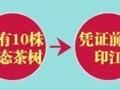 关于聚划算首推印江县28万亩茶树预定的热门消息(2)