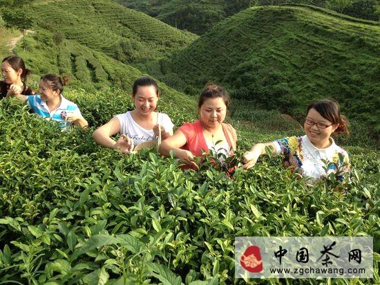 有关于陕西省茶企内调结构外拓市场应对高端茶市低迷的最新资讯(1)