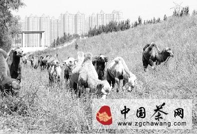有关于“重走茶叶之路”驼队途经省城太原的最新资讯