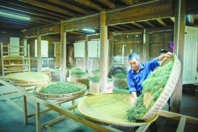 有关于“美丽中国·寻找福建最美茶乡”之福鼎行的热门新闻