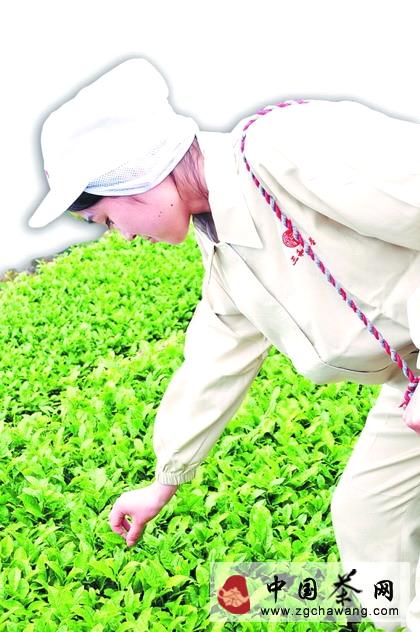 关于安溪明年将力推GAP认证 打造茶园“升级版”的新闻