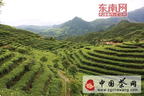有关于福鼎白茶栽培标准化示范区获评全国优秀示范区的最新资讯