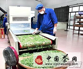 有关于中国名茶之乡昭平计划打造“广西绿色茶都”的热门资讯
