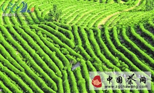 关于黔南州制定出台茶产业发展条例的资讯