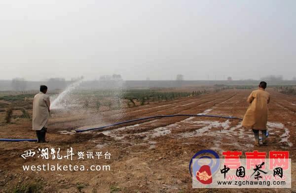 关于山东莒南：老子峪茶树基地热火朝天种茶忙(图)的热门消息