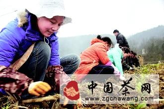 有关于德江大交通带动茶产业大发展的新闻