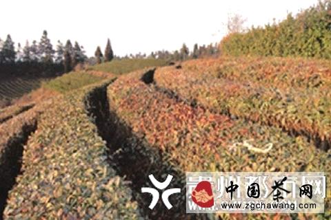 关于低温雨雪天气袭击贵州 早春茶叶很＂受伤＂(图)的热门信息(1)