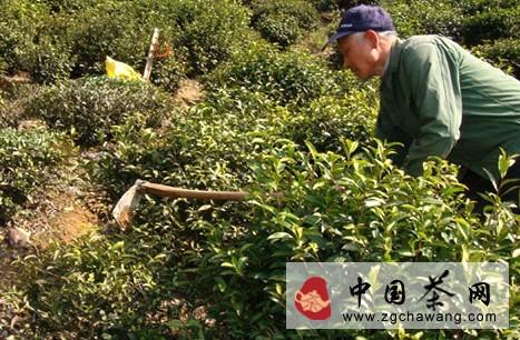 关于休宁县汪村镇茶农掀起茶园春季管理热潮的新闻