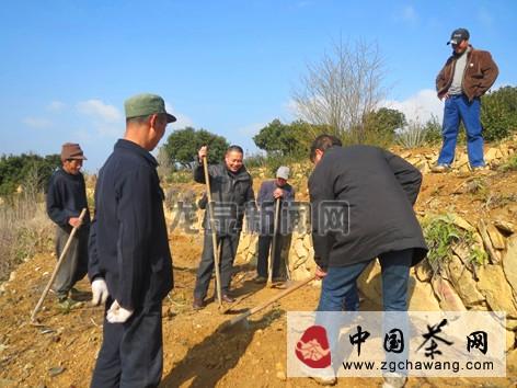 有关于龙泉市林业局实施油茶产业提升项目的资讯