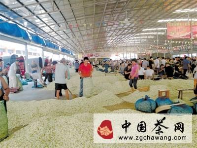 有关于西南茶城为茉莉花农搭建最佳交易平台的资讯