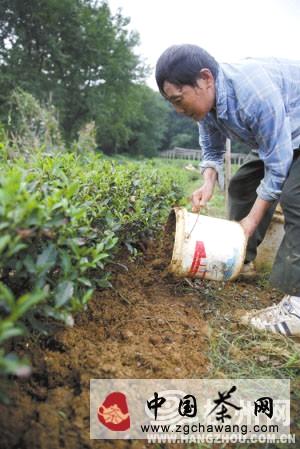 有关于杭州迎来后高温时期，龙井茶农还是不得闲(图)的最新信息(4)