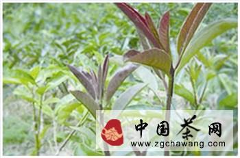 关于海南苦丁茶荣膺  茶饮中的“绿色黄金”的消息