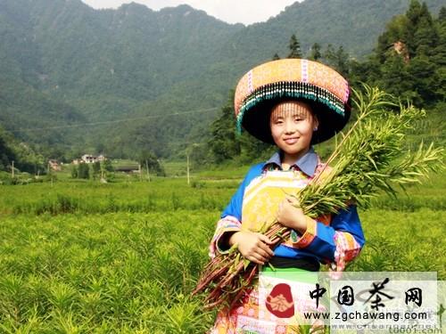 有关于古蔺桂花乡：赶黄草助推群众致富梦的热门新闻