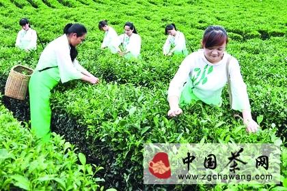 有关于江西省崇义县茶园相继进入夏茶采摘期的热门消息