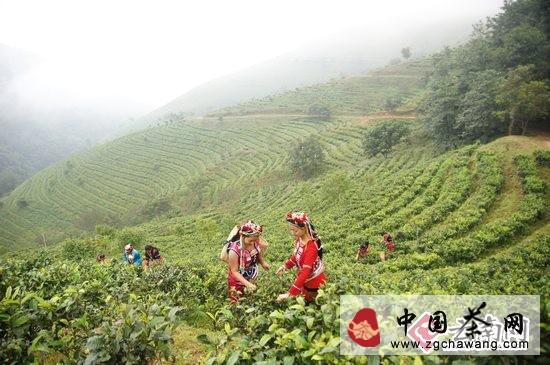 有关于镇康县六大措施助推茶产业蓬勃发展的最新信息