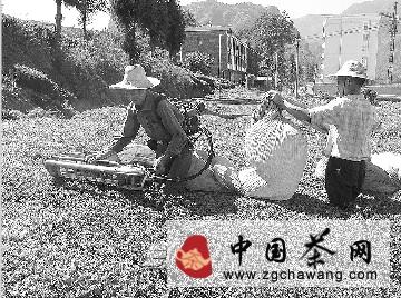 有关于鹤峰县走马镇秋茶开始采摘的最新消息