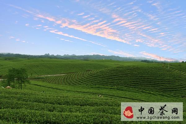关于“绿宝石”带领黔茶闯世界的新闻