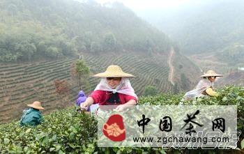 有关于茶农冒雨采摘春茶的热门新闻