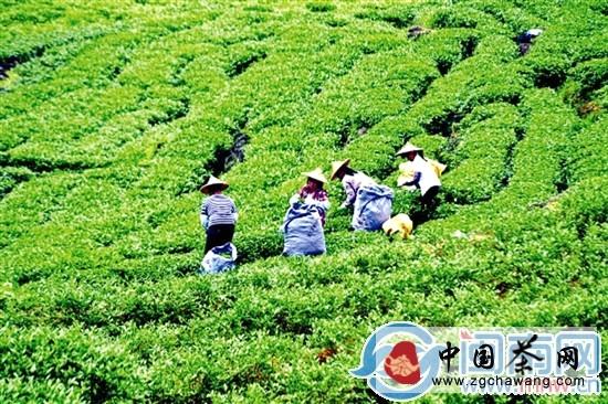 关于安溪生态茶园建设 仍是重头戏的最新信息