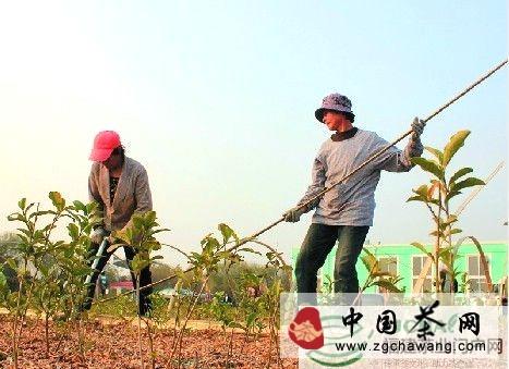 关于日照茶农为茶园披“冬衣”的热门新闻