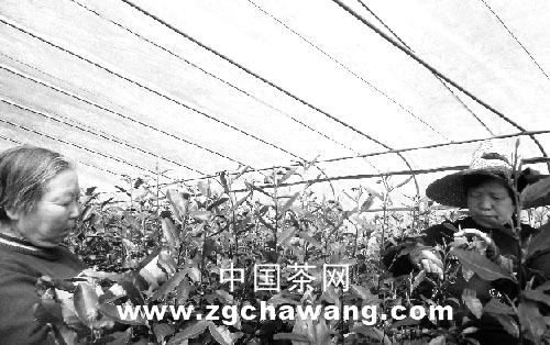 关于磐安“大棚茶叶”到底靠谱不靠谱?的热门资讯