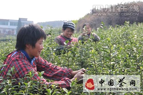 有关于泸州纳溪特早茶开采 采茶工走俏市场的热门新闻