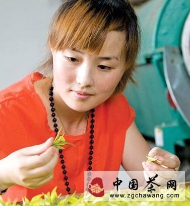 有关于霞浦县成功推广黄叶特异茶100多亩的热门消息