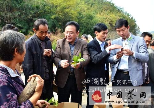 有关于竹山县无性系茶苗大田栽植使用“新技术”(图)的热门消息(2)