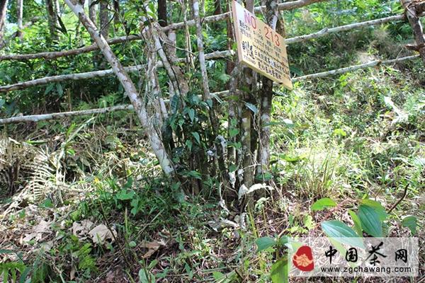 关于理解曼松贡茶 从稀有开始的热门消息