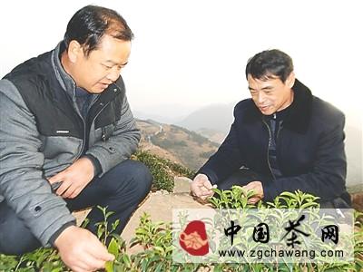 关于浦城县茶农致力于发展高山生态茶的消息