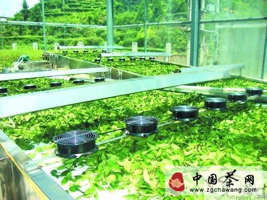 有关于泉州茶企引入机器“制茶师”的资讯
