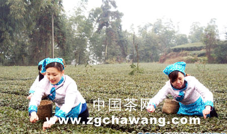 关于泸州纳溪茶农抢摘“第一芽”的热门新闻