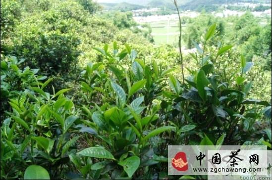 关于勐统贡茶演绎边疆与内地文化交流的传奇的热门信息